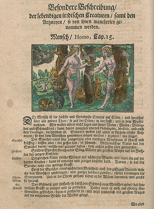 Besondere Beschreibung / der lebendigen irdischen Creaturen / samt den Artzneyen / so von ihnen mancherley genommen werden. Mensch/Homo. In: Adam Lonitzer: Herrn Adami Loniceri