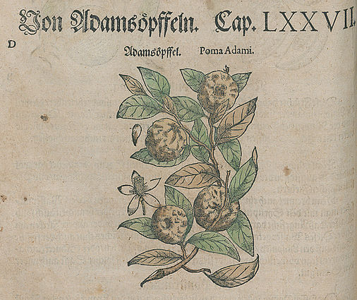 Adamsapfel. In: Pietro Andrea Matthioli: New Kreüterbuch