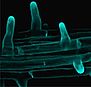Root-hairs Tuerkis Web-klein