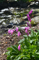 Dodecatheon Austrofrigidum