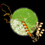 Grasser-research