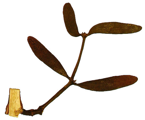 Flora exsiccata