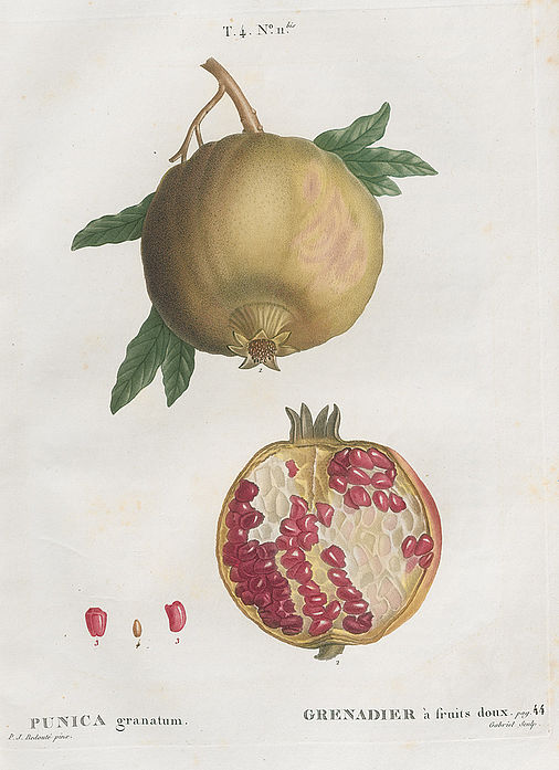 Punica granatum