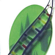 Biopark Icon