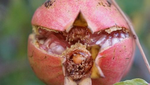 Granatapfel