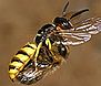 Bienenwolf01-310px-lklein