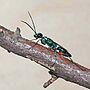 Ampulex Compressa Weibchen Klein