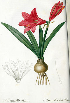 Amaryllis Reginae