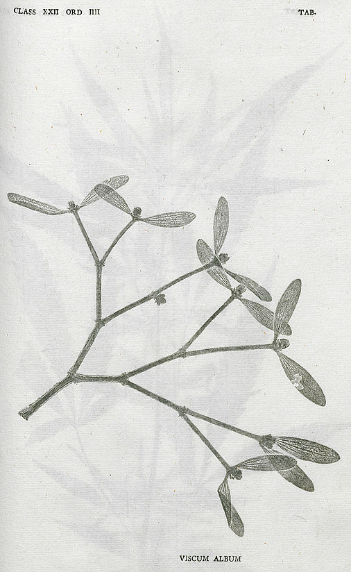 Johann Mayr: Deutschlands Flora in schwarzen Abdrücken von den Pflanzen selbst