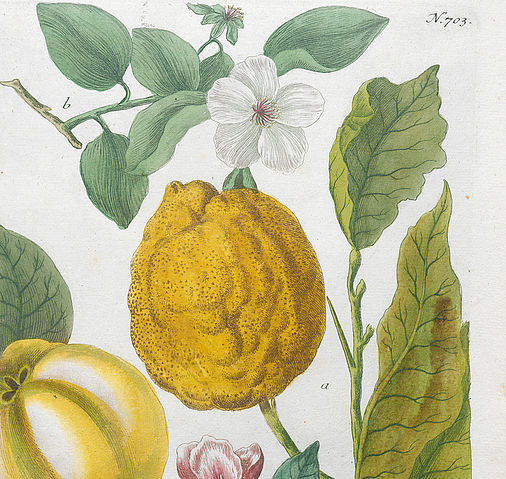Poma Adami