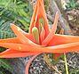 Freycinetia-insignis-karussell