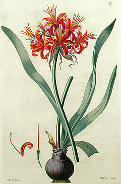 Amaryllis Fothergilli