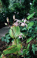 Tricyrtis Macropoda 4