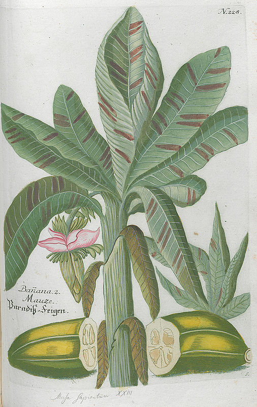 Bannana / Mauze / Paradieß-Feigen