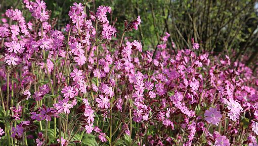 Silene dioica