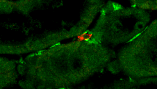Cx32 Cy5 Gfp Cy2 7