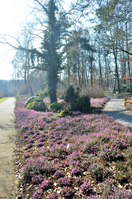 Heide2