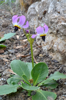 Dodecatheon Clevelandii Var.png