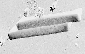 Thermoproteus