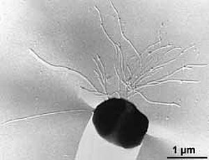 Pyrococcus