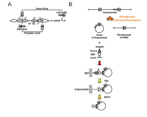 Fig1