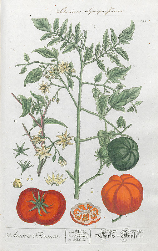 Amoris Pomum / Liebs-Aepfel
