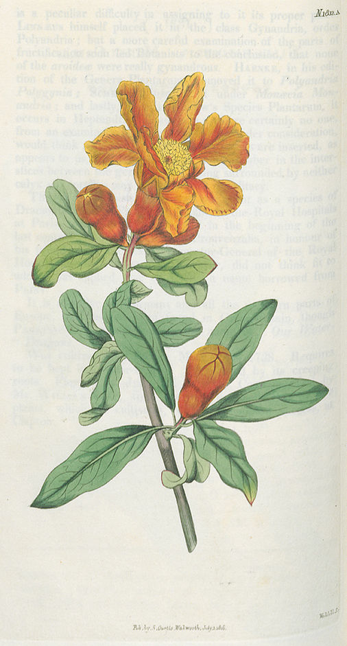 Punica Granatum