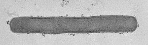 Methanopyrus kandleri