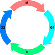 Cell Cycle