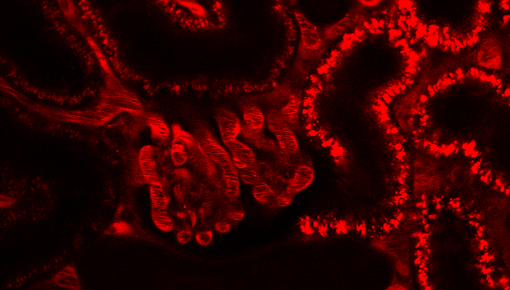 2016-04-07 K4 Capillary Flow