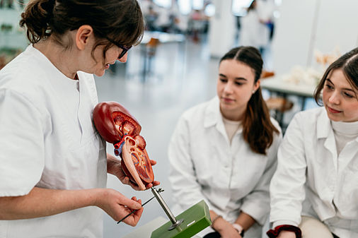 Medizinstudierende halten ein Modell eines menschlichen Herzens in Händen