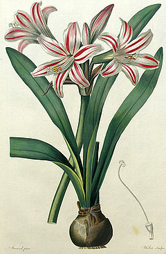 Amaryllis vittata