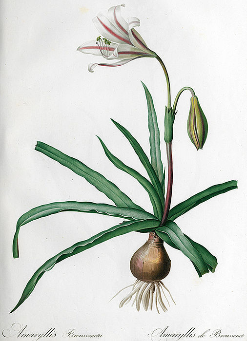 Amaryllis Broussonetii
