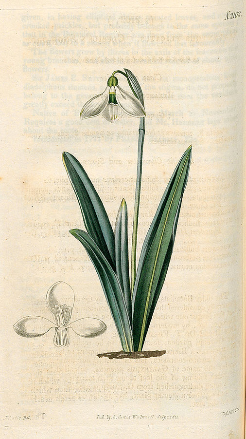 Galanthus nivalis. Schneeglöckchen