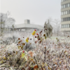 Hagebutte an Strauch mit Raureif