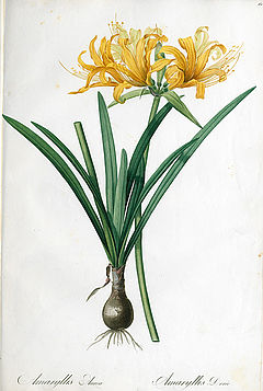  Amaryllis aurea
