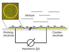 Ecis Principle