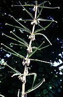 Polygonatum Fuscum 1