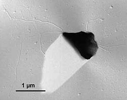 Archaeoglobus fulgidus