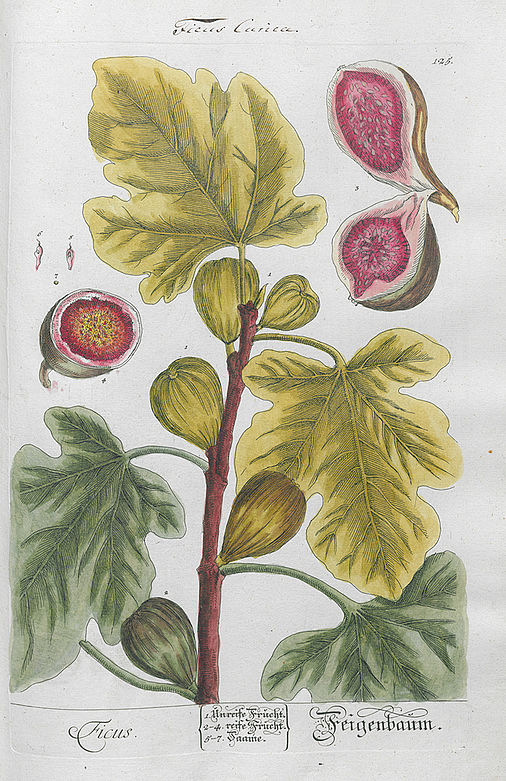 Ficus carica