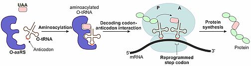 Incorporation of an unnatural amino acid into a protein.