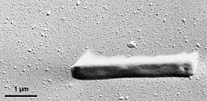 Pyrobaculum aerophilum