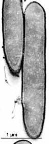 Ammonifex