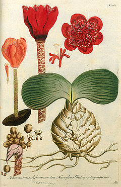 Haemanthus Africanus seu Narcissus Indicus serpentarius