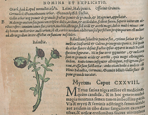 Blüte des Granatapfelbaums