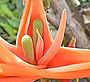 Freycenetia Insignis-bearbeitet-310px-klein