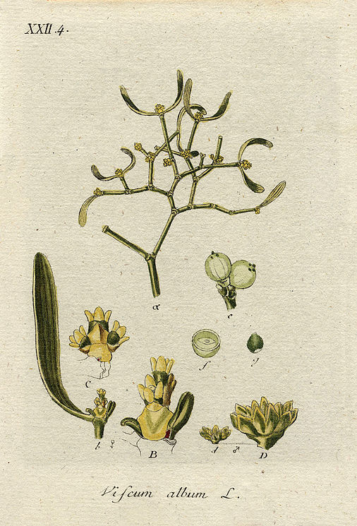 Viscum album