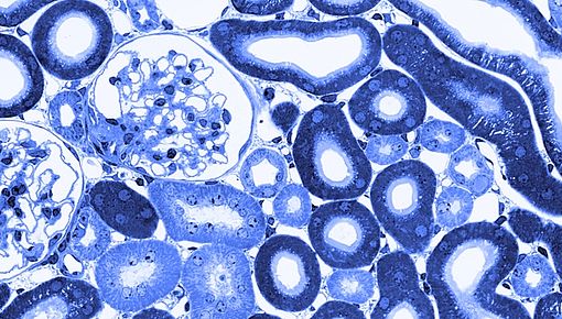 Blaue-tubuli-630x348