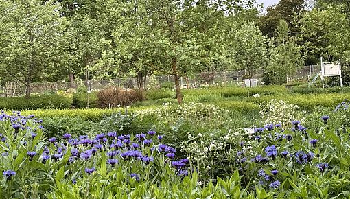 VuA Beet mit Centaurea montana u. Potentilla rupestris