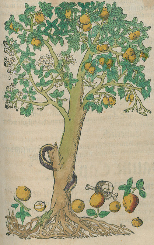Apffelbaum